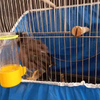 مرغ مینا سخن گو