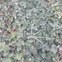 نهال سابرینا با بهترین کیفیت|گل و گیاه طبیعی|گلستان (تهران), |دیوار