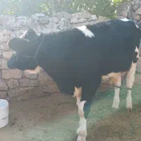فروش یک راش گوساله اصلاح شده نر|حیوانات مزرعه|دهدشت, |دیوار