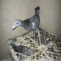 کبوتر مسافتی|پرنده|زهک, |دیوار