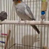 عروس هلندی ماده یکساله|پرنده|تهران, شهید اسدی|دیوار