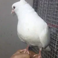 کبوتر سفید اراکی اصیل