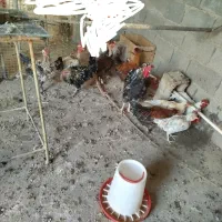 مرغ.خروس.گردن لخت.گردن ریت.فرفری|حیوانات مزرعه|امیدیه, |دیوار