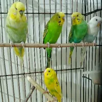جفت مرغ عشق تضمینی با یک عددمرغ عشق نررام رایگان