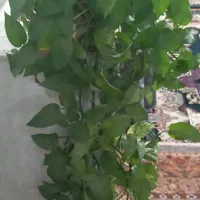 گل وگیاه طبیعی|گل و گیاه طبیعی|مراغه, |دیوار