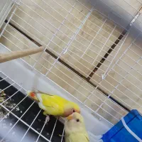 طوطی برزیلی دستی کامل|پرنده|حمیدیه, |دیوار