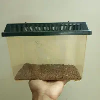 ظرف نگهداری تارانتولا رد لامپ و چاکو