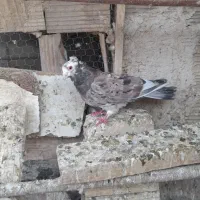 کبوتر گرفتنی رنگی پلاکی سرور|پرنده|قم, ولیعصر|دیوار