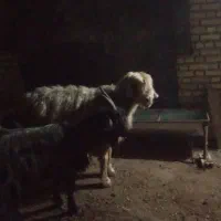 میش وکوه|حیوانات مزرعه|گتوند, |دیوار