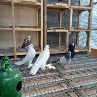 کبوتر شامپیون اصل جفت چهار تومن|پرنده|آمل, |دیوار