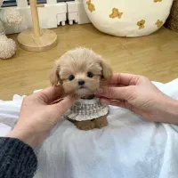 سگ توی|سگ|یاسوج, |دیوار