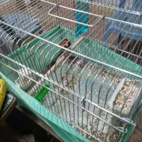 سهره قناری نر بخون|پرنده|ارومیه, |دیوار