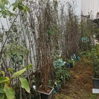 نهال میوه،مرکبات،سیاهریشه،فضاسازی|خدمات باغبانی و درختکاری|تولم شهر, |دیوار