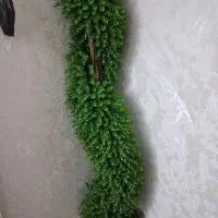 گلدون پیچک بزرگ