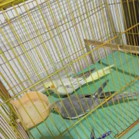 عروس هلندی