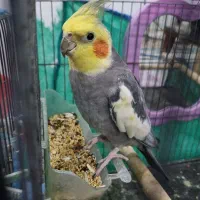 دو پرنده طوطی عروس سخنگو با قفس|پرنده|کوچصفهان, |دیوار