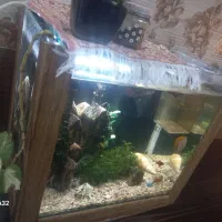 اکواریم بدون تجهیزان وماهی|ماهی|برخوار, |دیوار