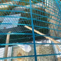 عروس هلندی جفت