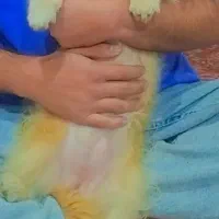 فروش سگ پا کوتاه فوری|سگ|کرمان, |دیوار