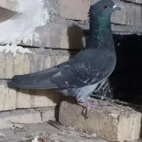 نر پرش بالا