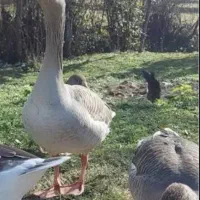 دوعدد غاز خوشکل