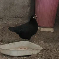 خروس  و مرغ سیاه  عربی|حیوانات مزرعه|حمیدیه, |دیوار