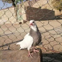 تیله سرکه ای|پرنده|دهدشت, |دیوار