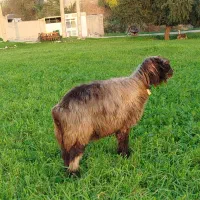 میش روزگاری