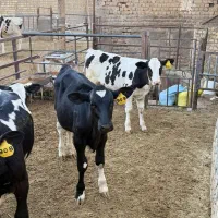 قطع شیر گوساله صنعتی اسپرم خارجی 7 عدد