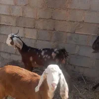 چند راس گوسفند