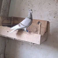 کبوتر‌پلاکی