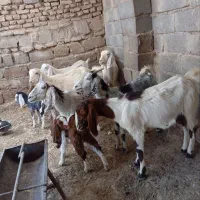 ۶ عدد بز مری|حیوانات مزرعه|کرباسک, |دیوار
