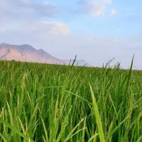 اجاره زمین کشاورزی