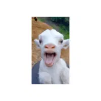 برغاله