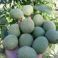 انواع گردو های خوشه ای