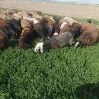 فروش گوسفند بره دار