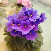 بنفشه آفریقایی