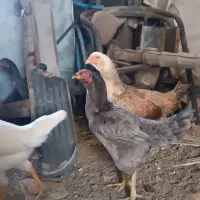 مرغ و خروس لاری|حیوانات مزرعه|کاشان, شهرک صنعتی امیرکبیر ۲|دیوار