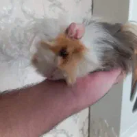 خوکچه هندی|موش و خرگوش|اندیشه, اندیشه فاز ۵|دیوار