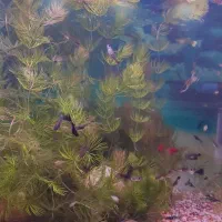 گیاه شویدی طبیعی|ماهی|بندر ماهشهر, |دیوار