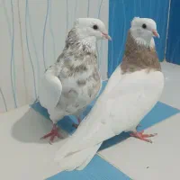 طوقی|پرنده|بهبهان, |دیوار