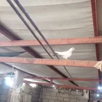 ۲۵ تا کفتر