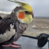 عروس هلندی|پرنده|مشهد, آبکوه|دیوار