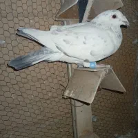 کفتر یا کبوتر|پرنده|اشکذر, |دیوار