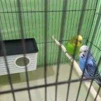 جفت تضمینی مرغ عشق|پرنده|مشهد, شهرک امام هادی (شهرک غرب)|دیوار