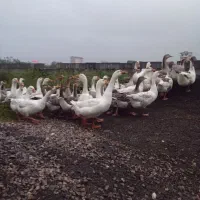 فروش غاز محلی و قو غاز