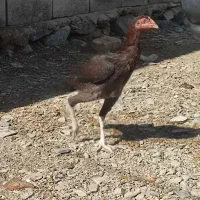 مرغ و خروس اصیل نژاد دار|حیوانات مزرعه|سراوان, |دیوار