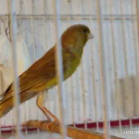 قناری ماده آماده