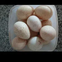 تخم بوقلمون