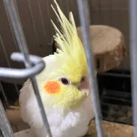 عروس هلندی یک ماهه